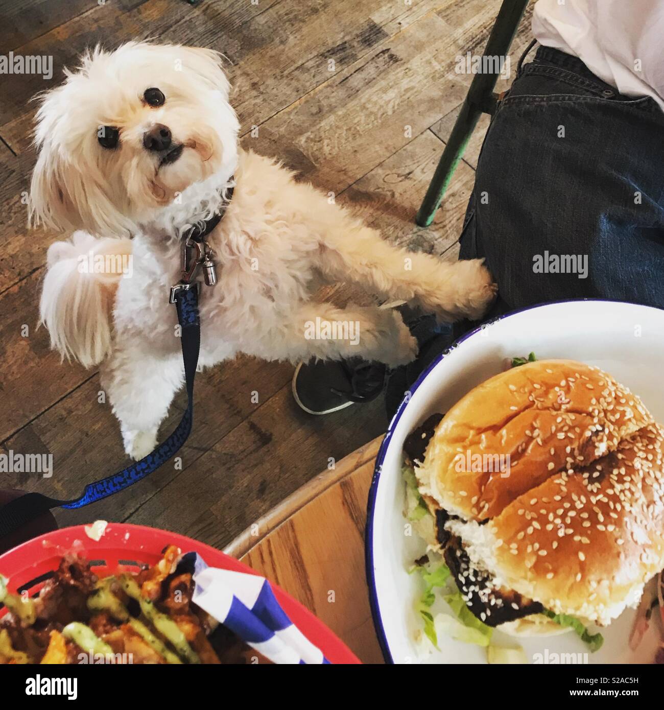 Cute white dog standing on his hinge legs begging for a bit of burger Stock Photo