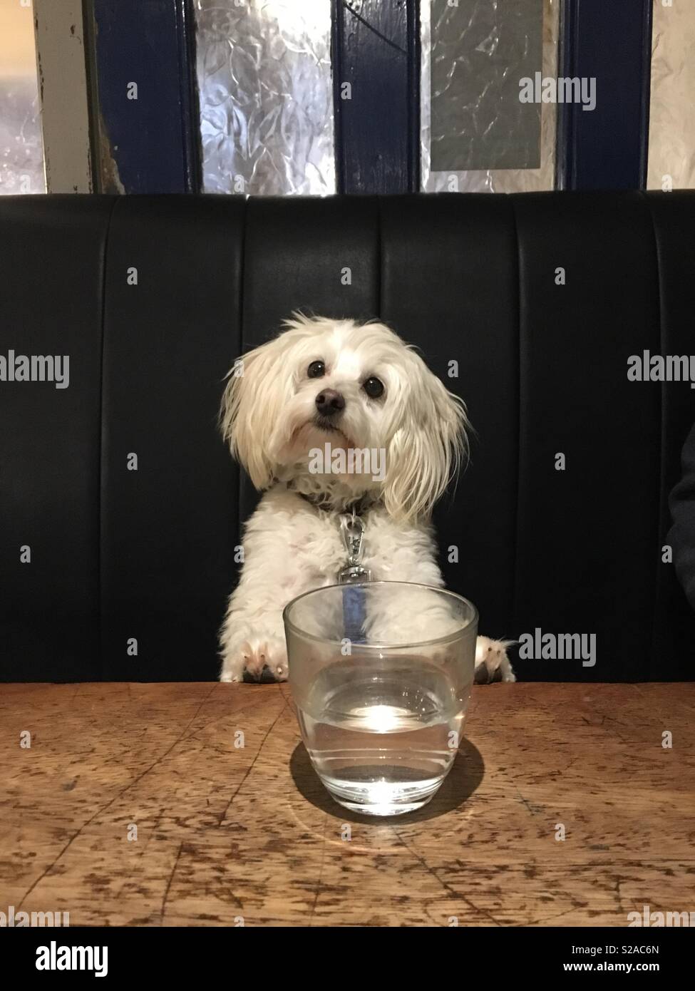 Dog with a glass of water sat at the table Stock Photo