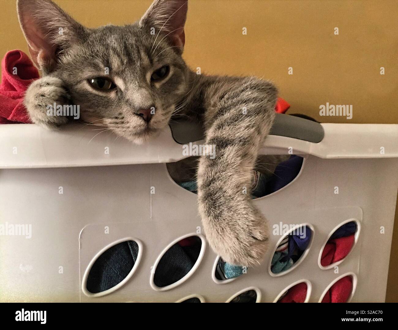 Bored cat stares from laundry basket. Stock Photo