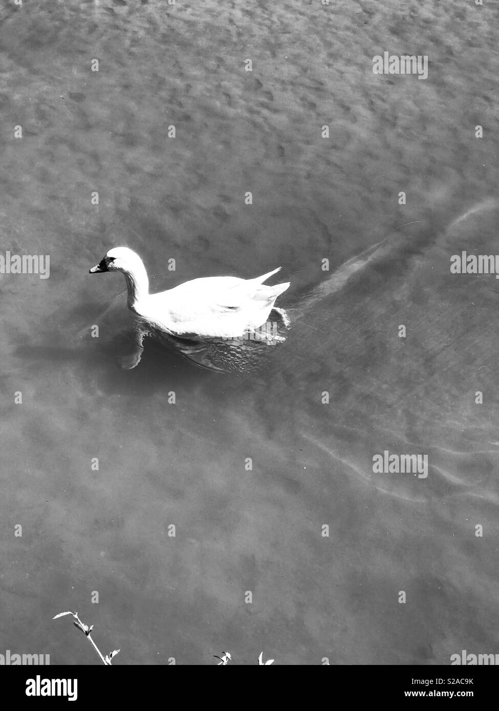Real duck Black and White Stock Photos & Images Alamy