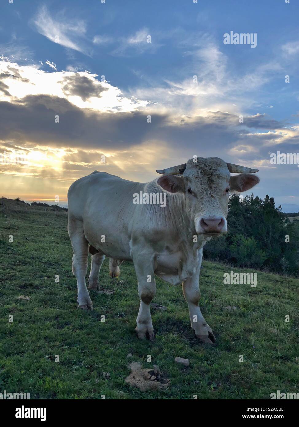 Bull staring at the camera in a field - Smartphone Captured Stock Image