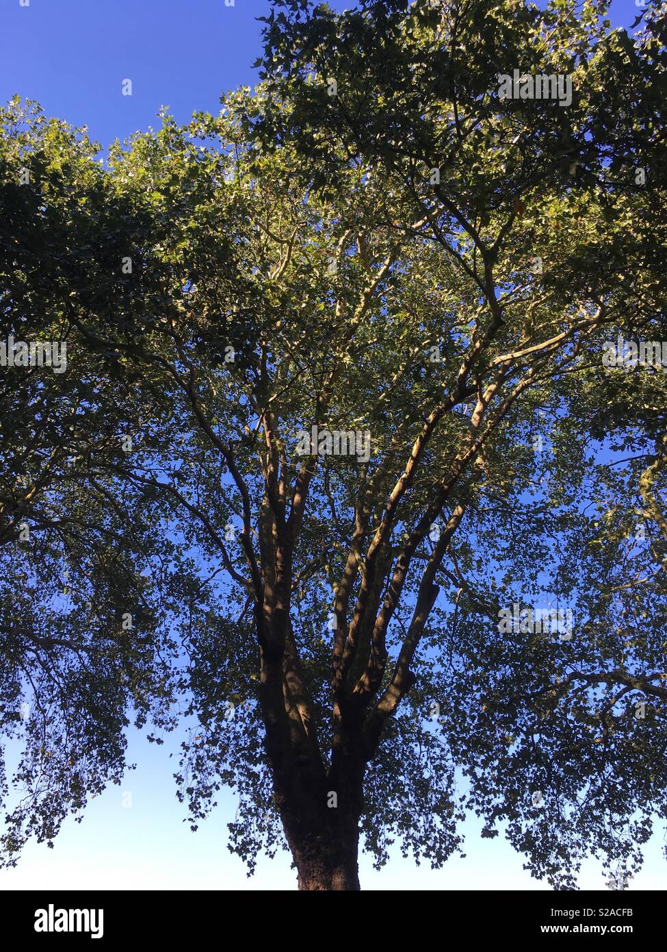 Stand summer tree hi-res stock photography and images - Alamy