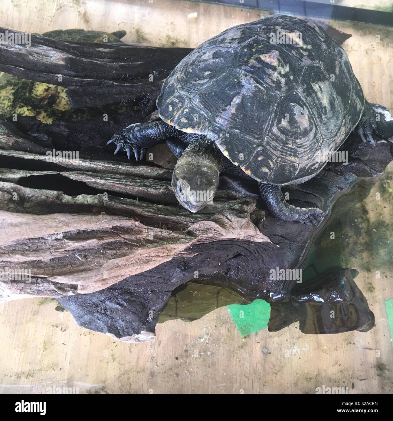 Ruerle resting on a log - Smartphone Captured Stock Image