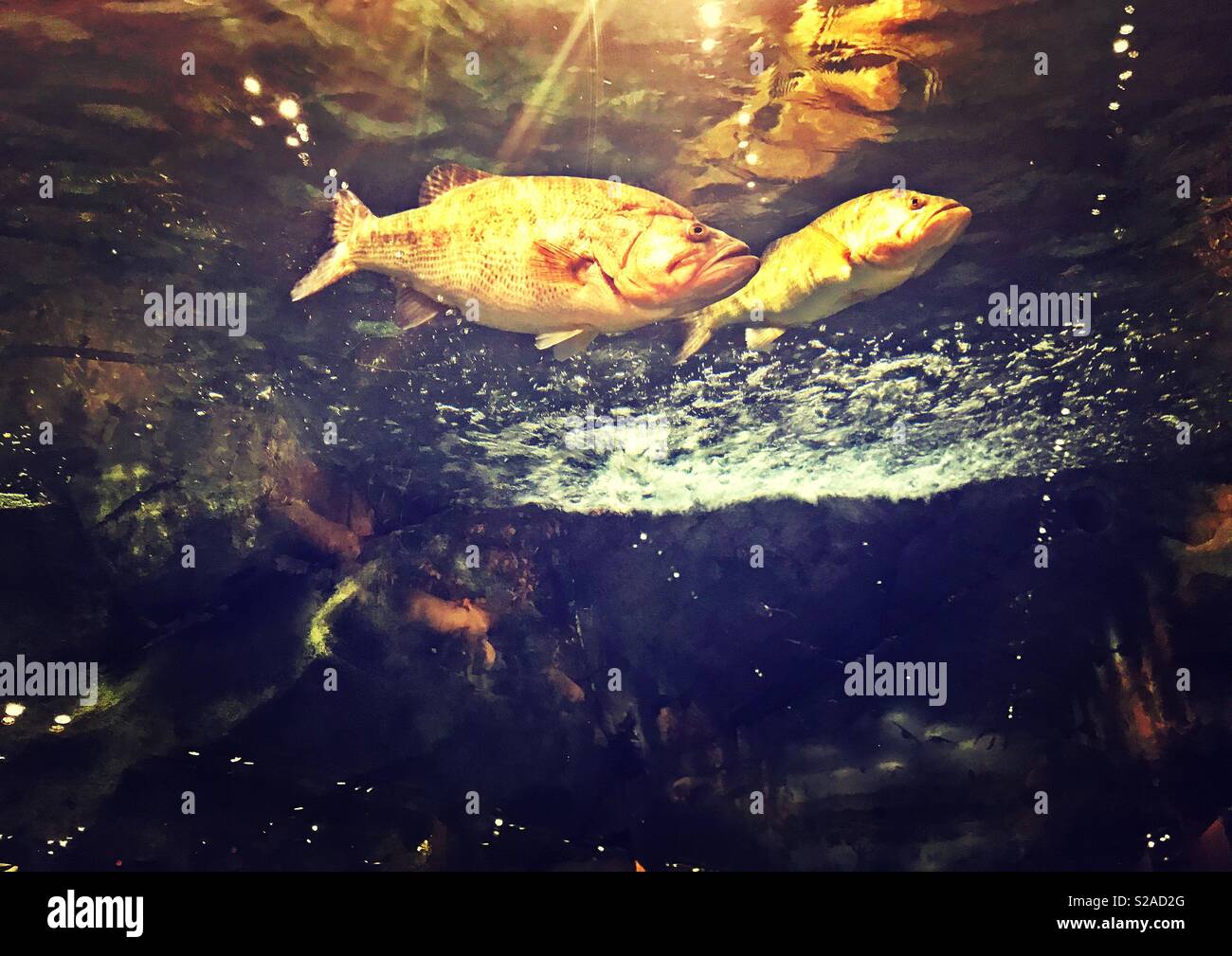 Glorious golden fish swimming in an aquarium tank with blue water bubbles and rocks Stock Photo