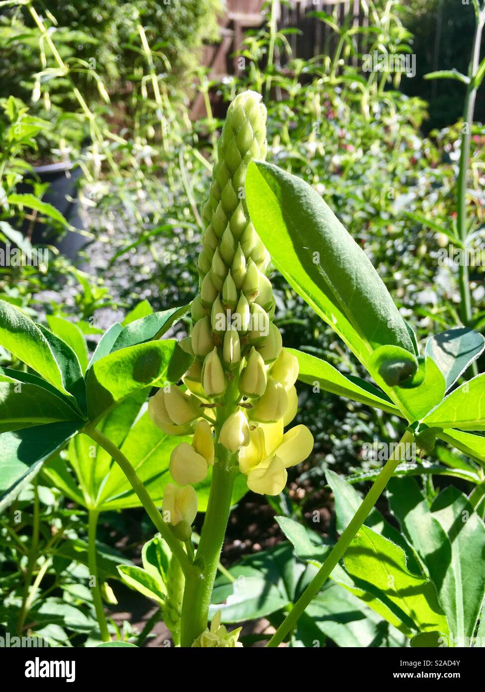 Growing Lupin flowers Stock Photo Alamy