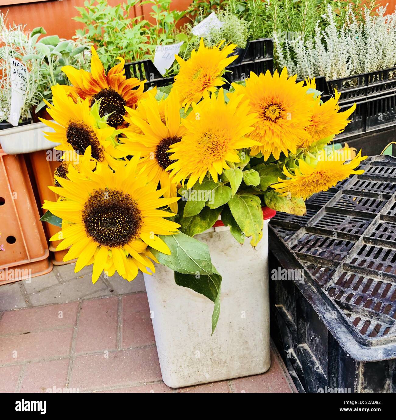 Sunflowers in the bucket Stock Photo - Alamy