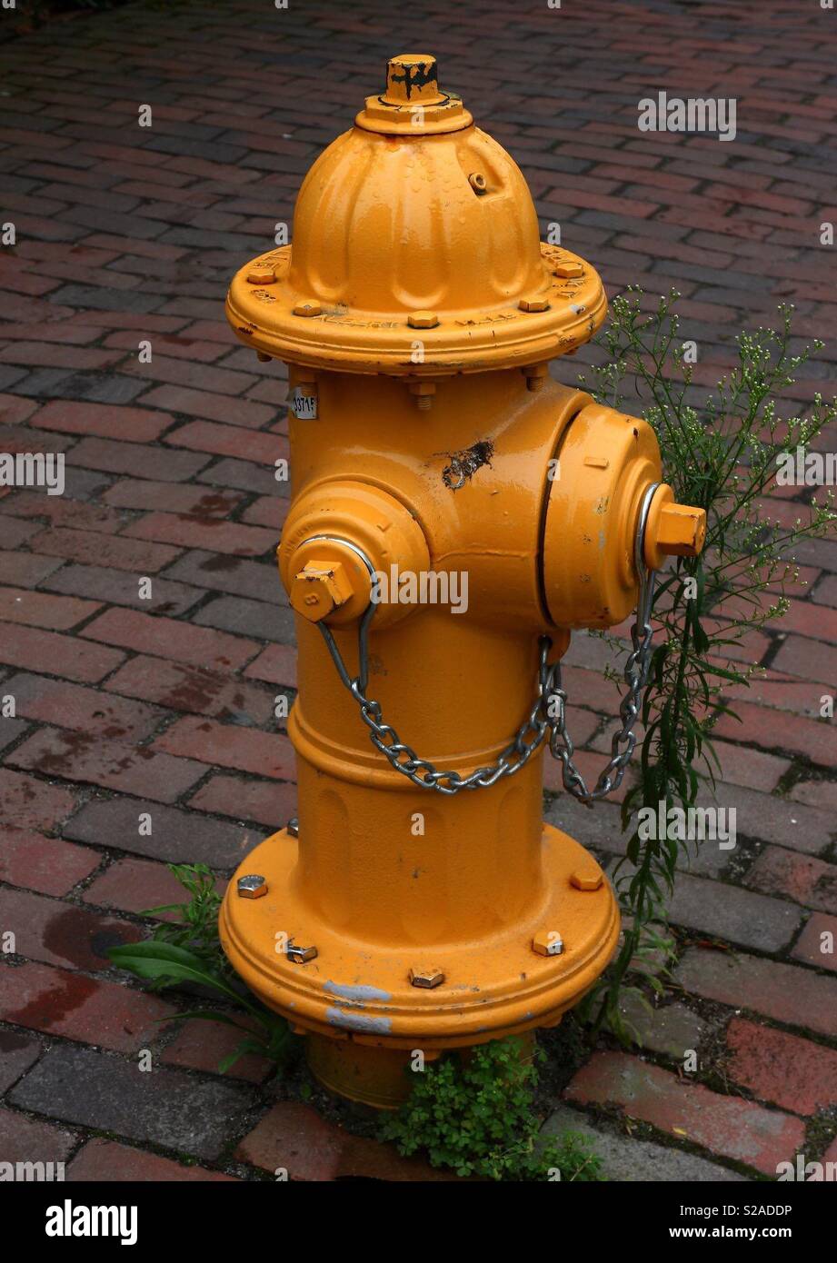 Yellow Fire Hydrant Stock Photo Alamy