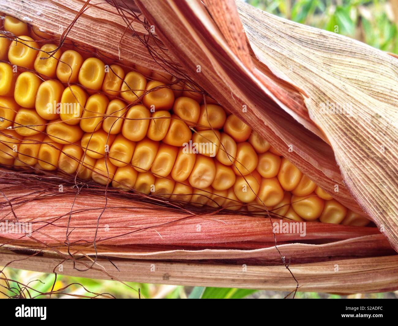 Corn close-up details - Smartphone Captured Stock Image