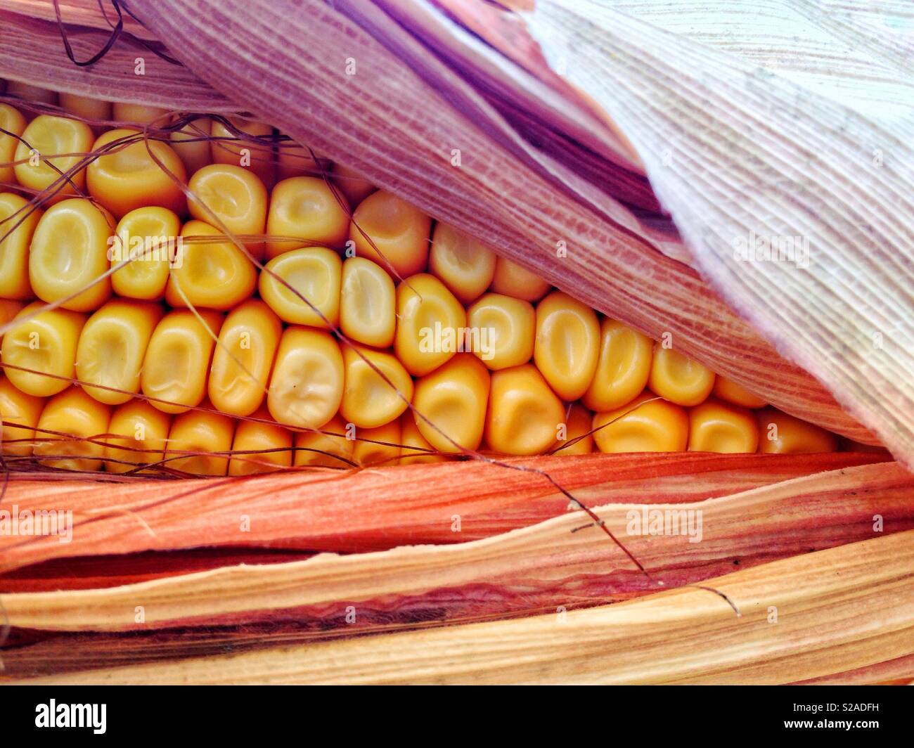 Corn close-up detail - Smartphone Captured Stock Image