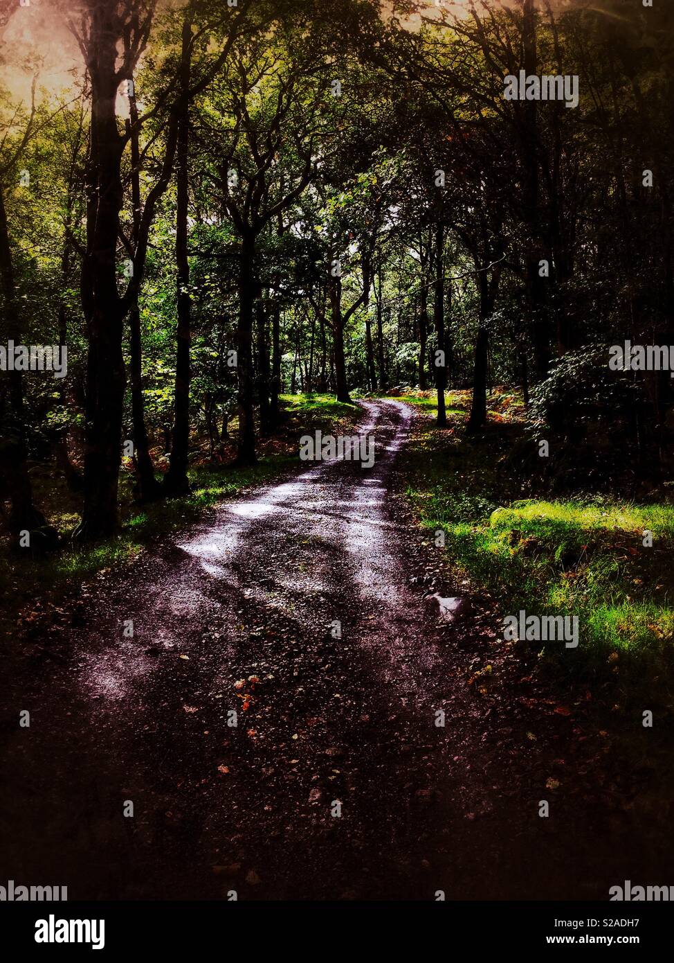 Forest track - Smartphone Captured Stock Image Forest track - Smartphone Captured Stock Image