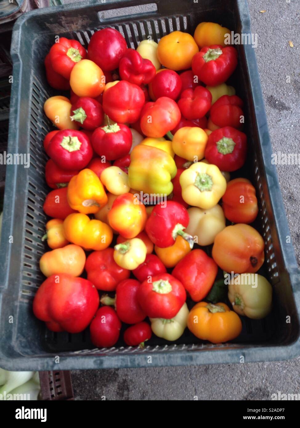 pepper of various colors and sizes Stock Photo
