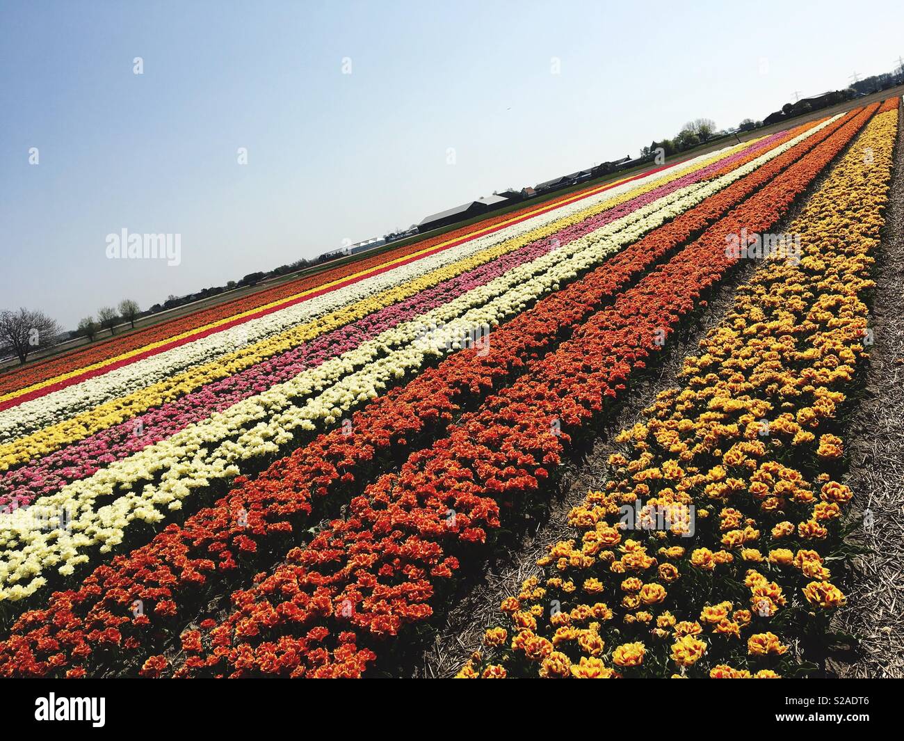 Colorful tulip fields in the netherlands Stock Photo - Alamy