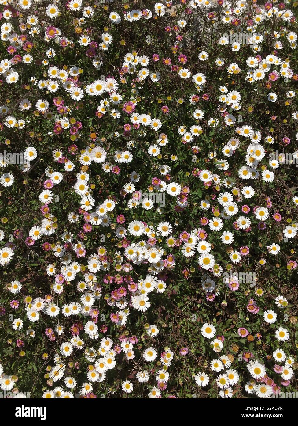 A sea of pink and white daisies in the sunshine. Stock Photo