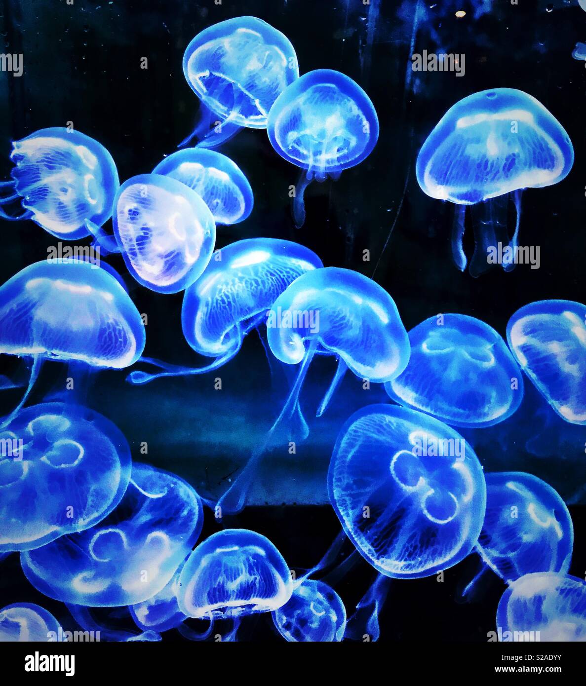 Moon jelly fish Stock Photo
