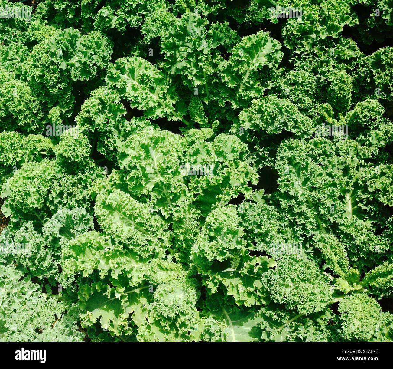 Organic garden kale growing in the summer sun Stock Photo Alamy