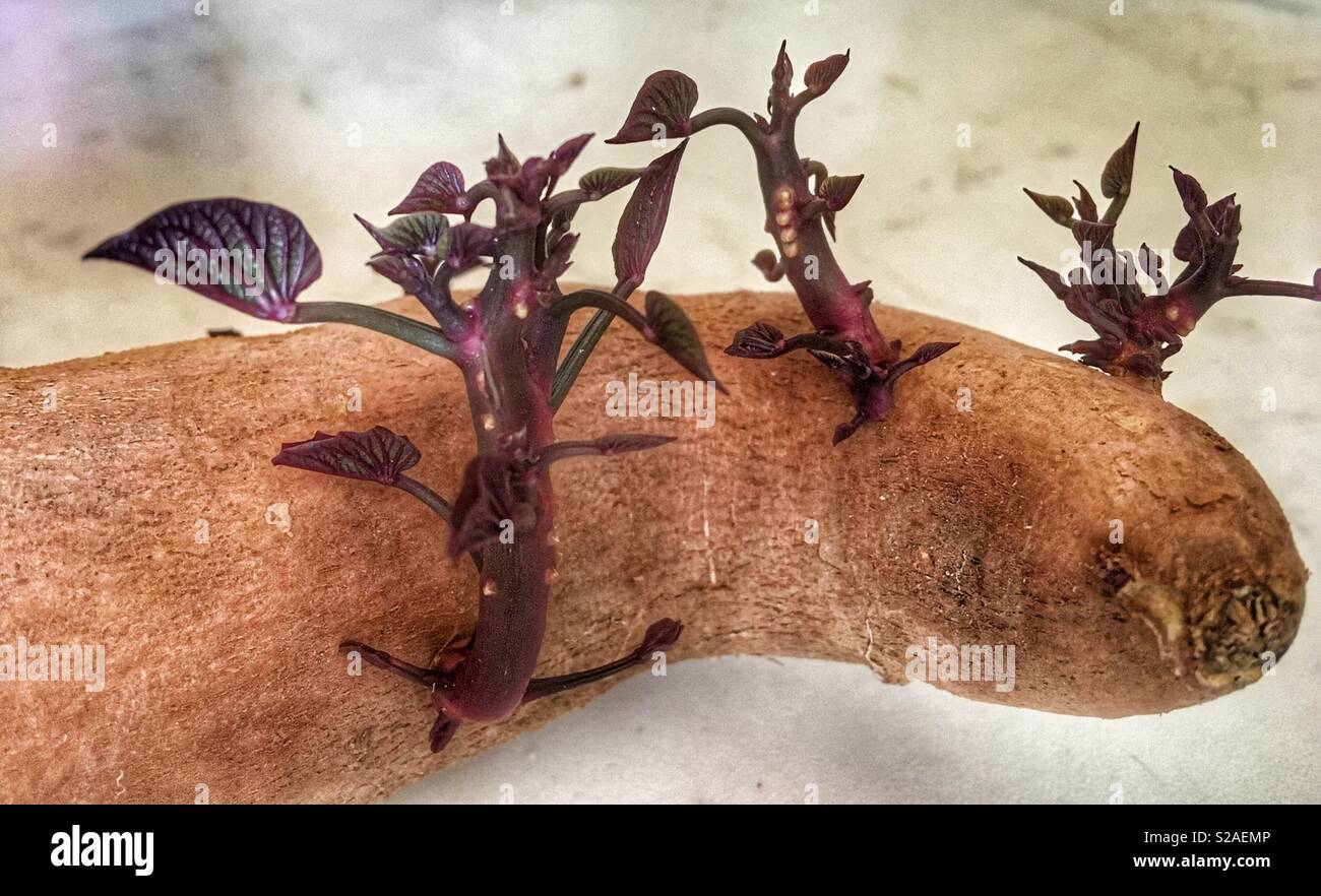 Sprouted sweet potato Stock Photo - Alamy