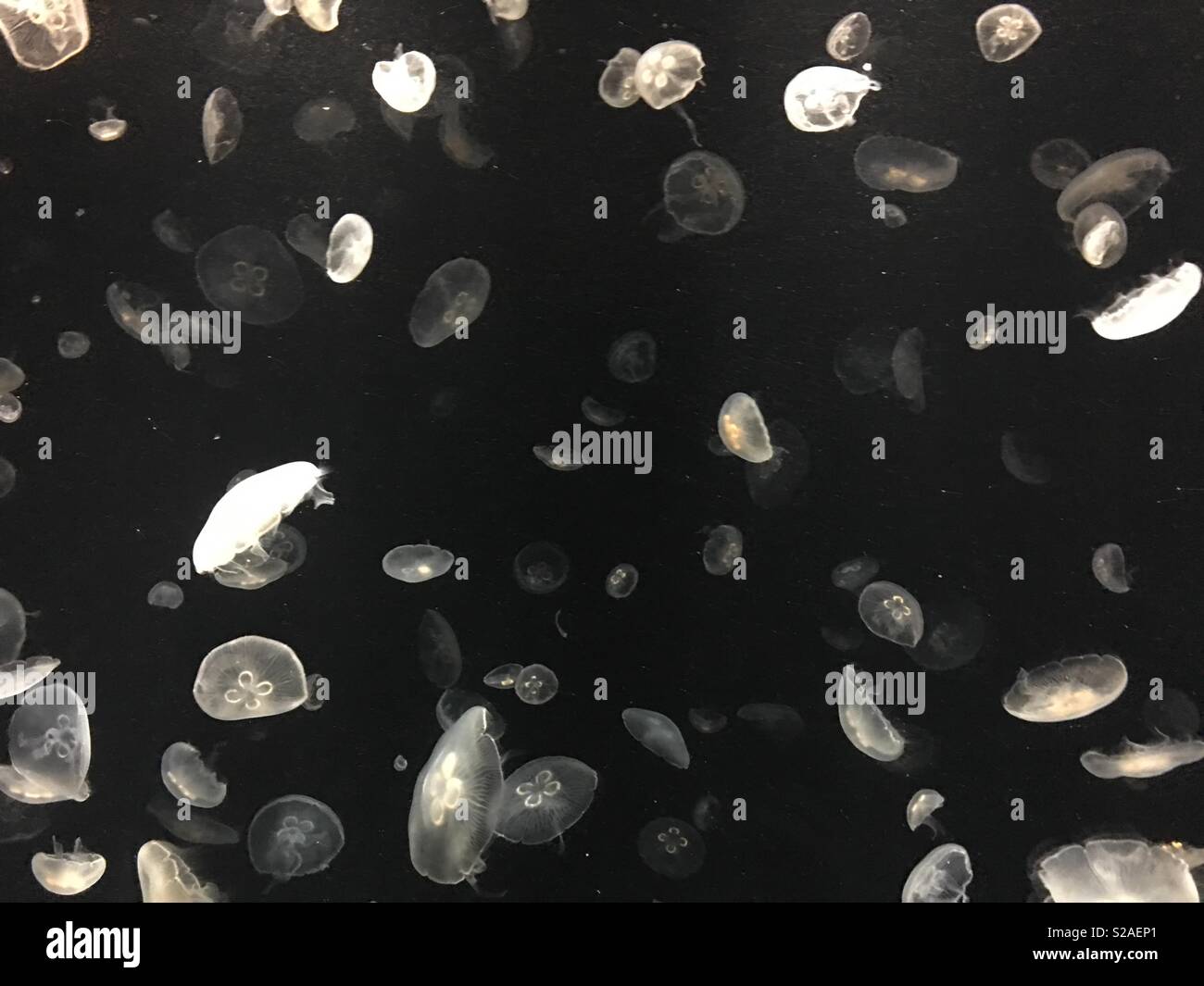 School of Jellyfishes Stock Photo