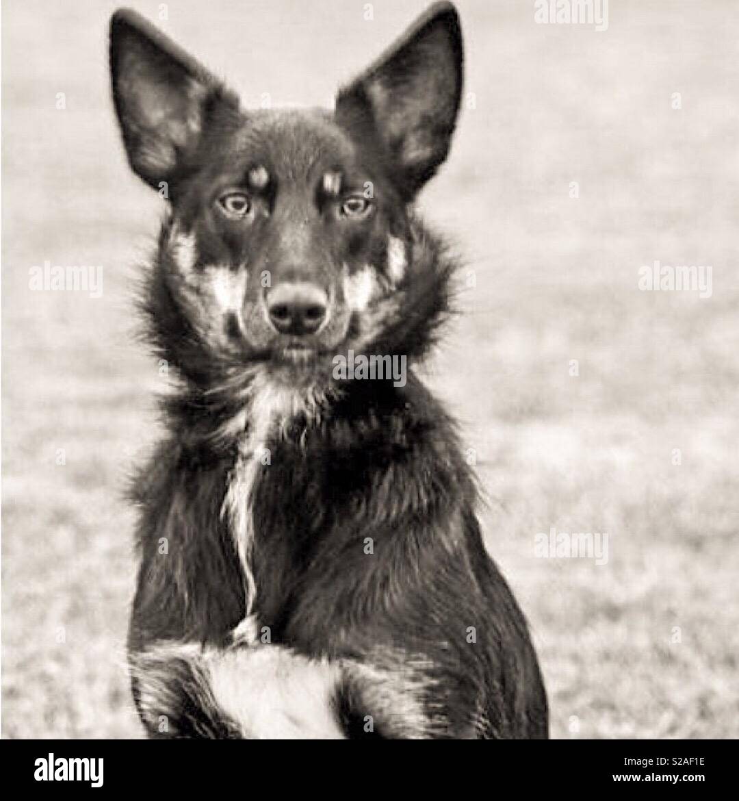My old Australian Kelpie dog Thai. He was the best dog in the world. So loyal and my best friend Stock Photo
