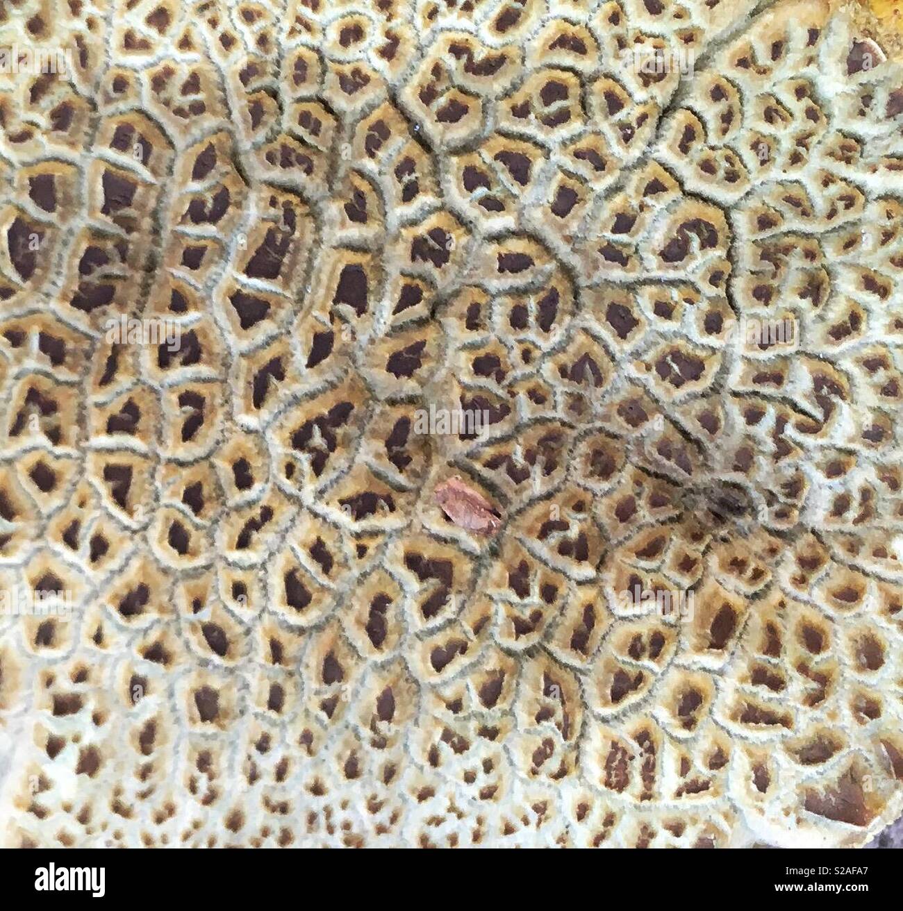 Fungus,close up. Stock Photo