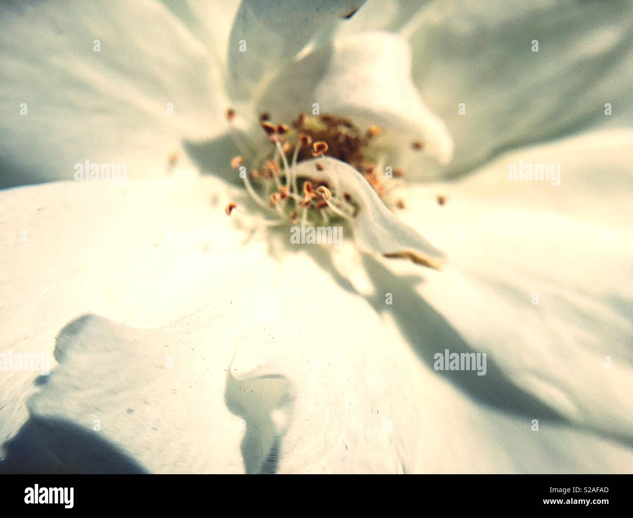 Zoomed In Flower High Resolution Stock Photography and Images Alamy