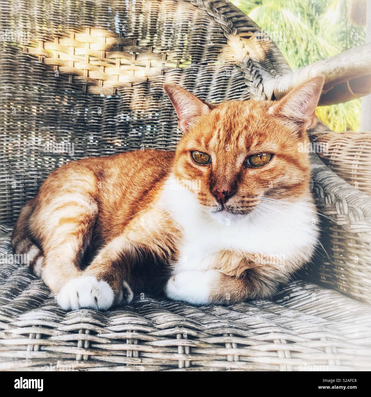Ginger cat Stock Photo