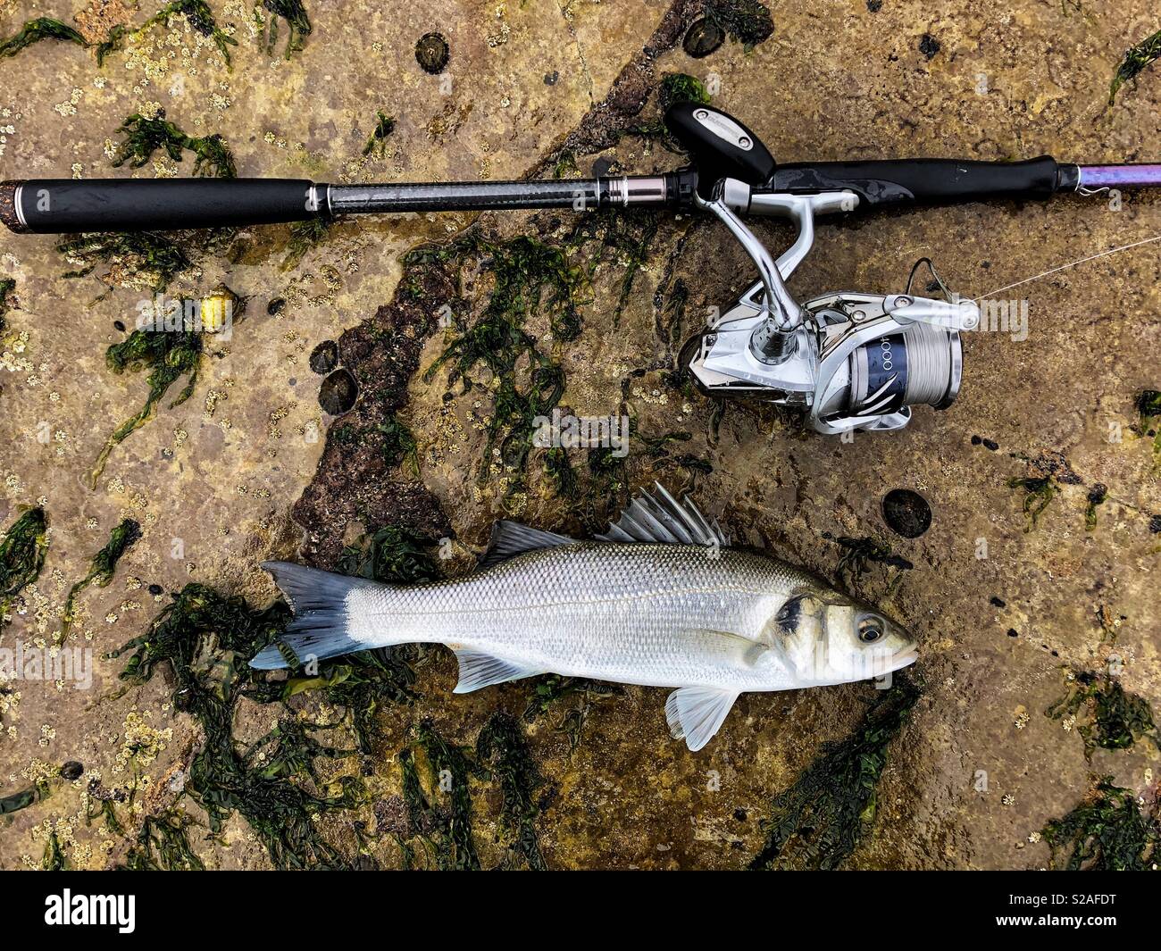 Live Sea bass with rod and reel used to catch it, Gower, South West Wales. Stock Photo