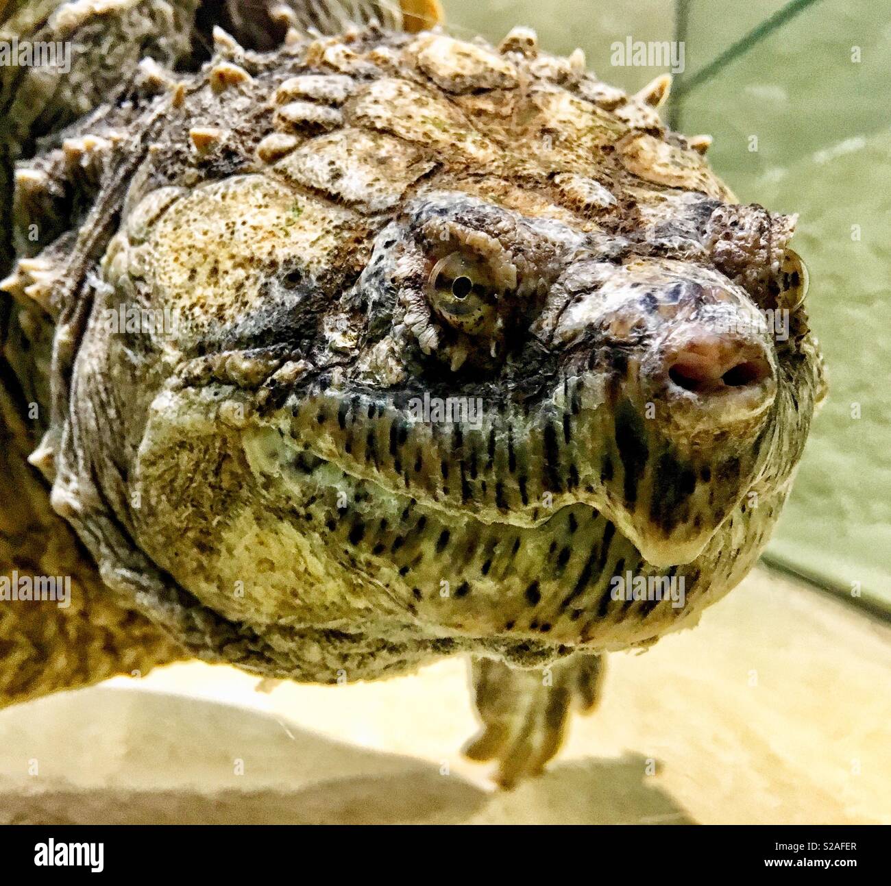 Florida Snapping Turtle closeup Stock Photo