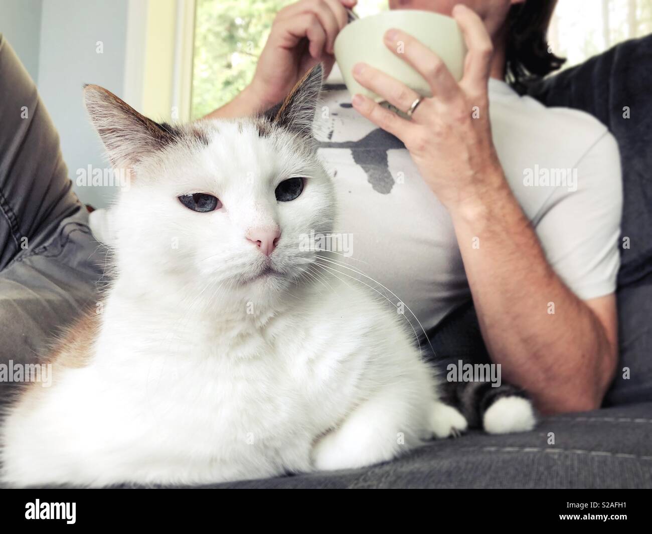 A cat sitting next to a man who is eating from a bowl. Stock Photo