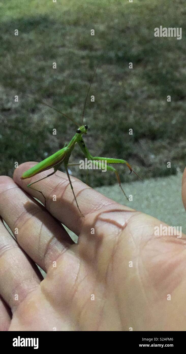 Praying Mantis on a hand. Stock Photo