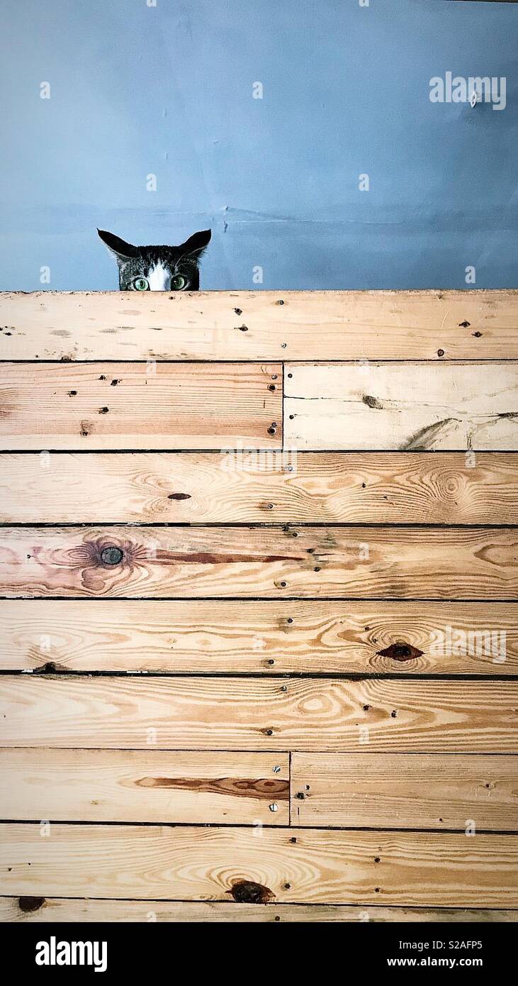 The hiding cat Stock Photo