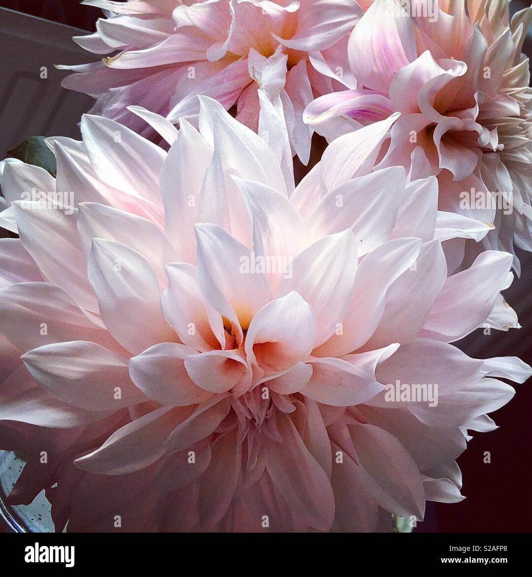 Dahlias in bloom Stock Photo