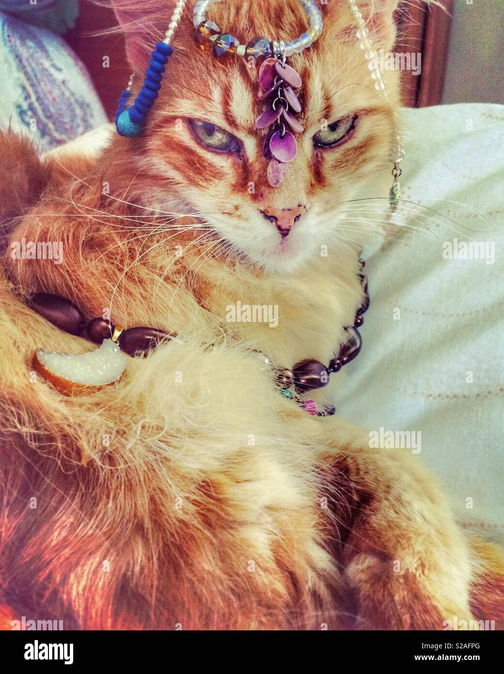 princess and the pauper cat name
