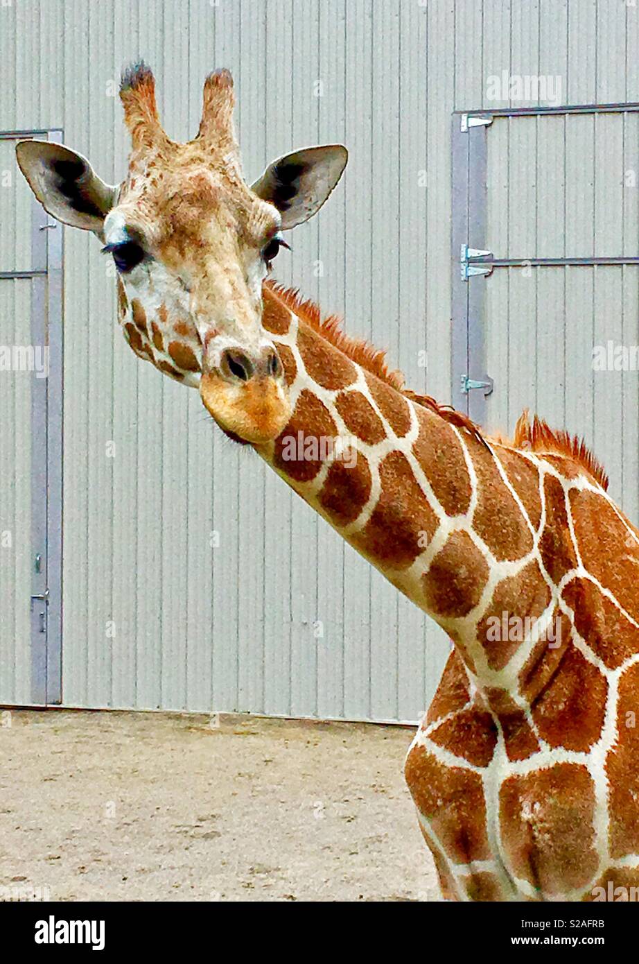 Curious giraffe looking to the right with large building in background - Smartphone Captured Stock Image