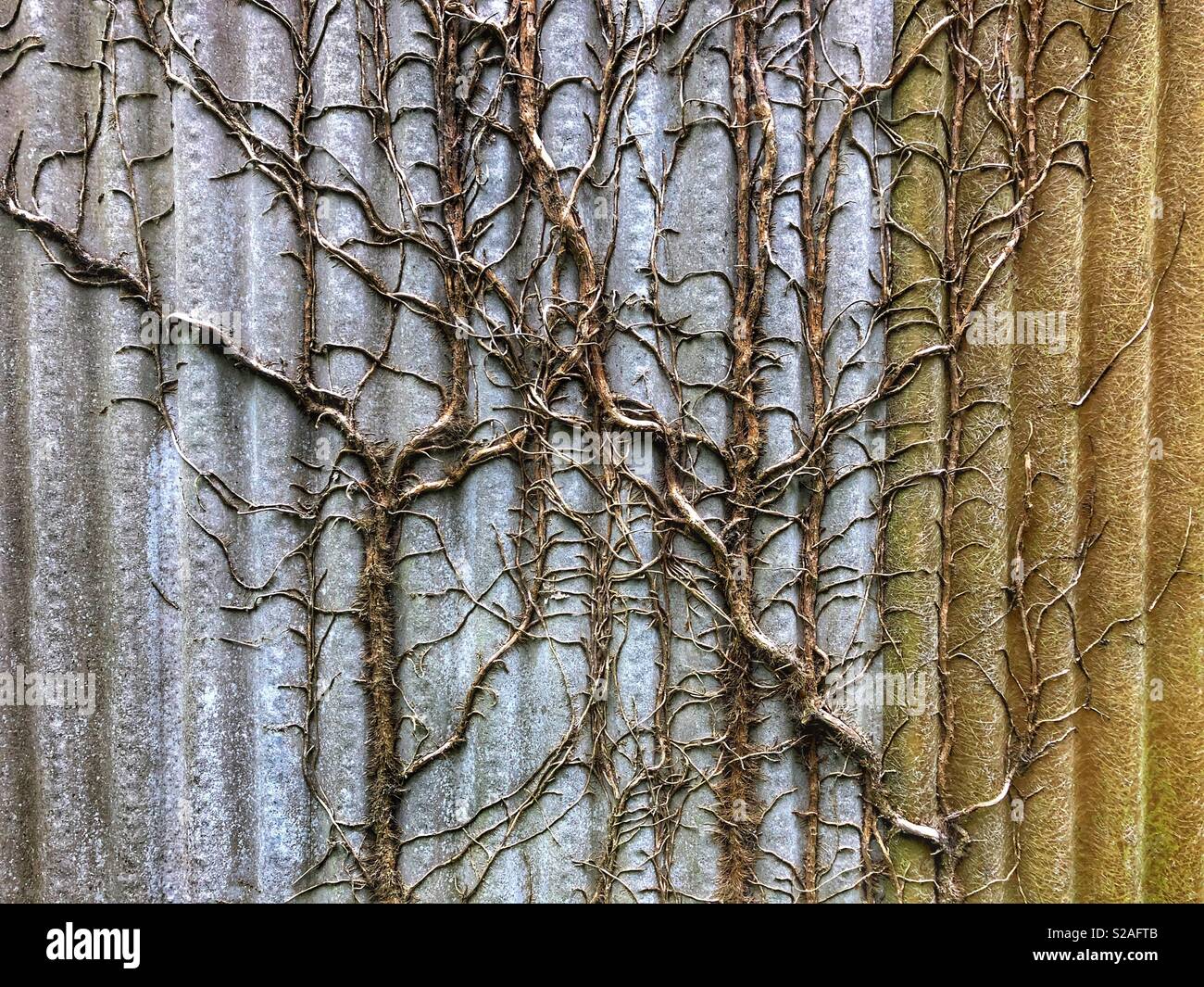 Old ivy stems growing over a corrugated shed. - Smartphone Captured Stock Image