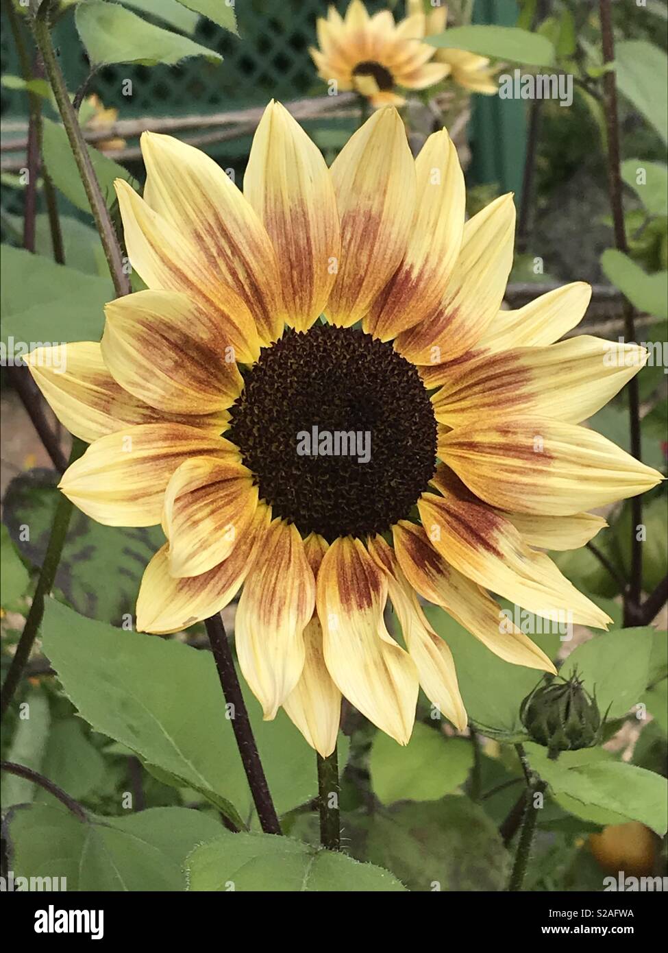 Dwarf sunflower. Stock Photo