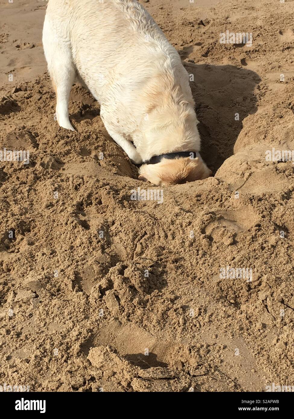 Head in the sand Stock Photo Alamy