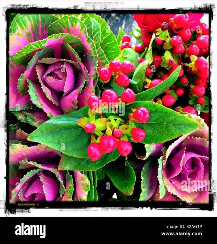 Ornamental cabbage bouquet Stock Photo