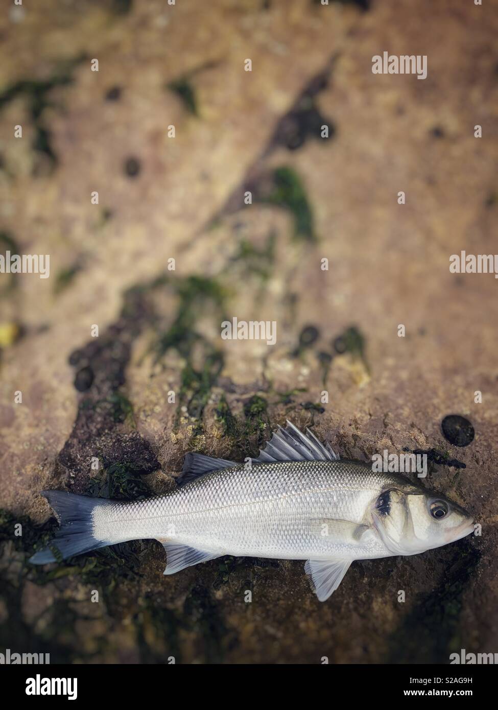 Freshly caught live Sea bass ( Dicentrarchus labrax) on a rock prior to being returned to the sea. Stock Photo