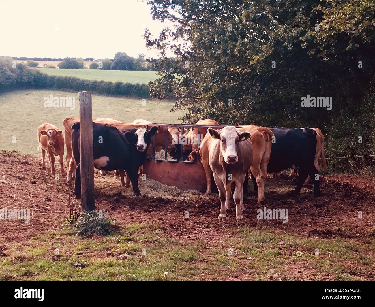 Feeding a herd of cows - Smartphone Captured Stock Image