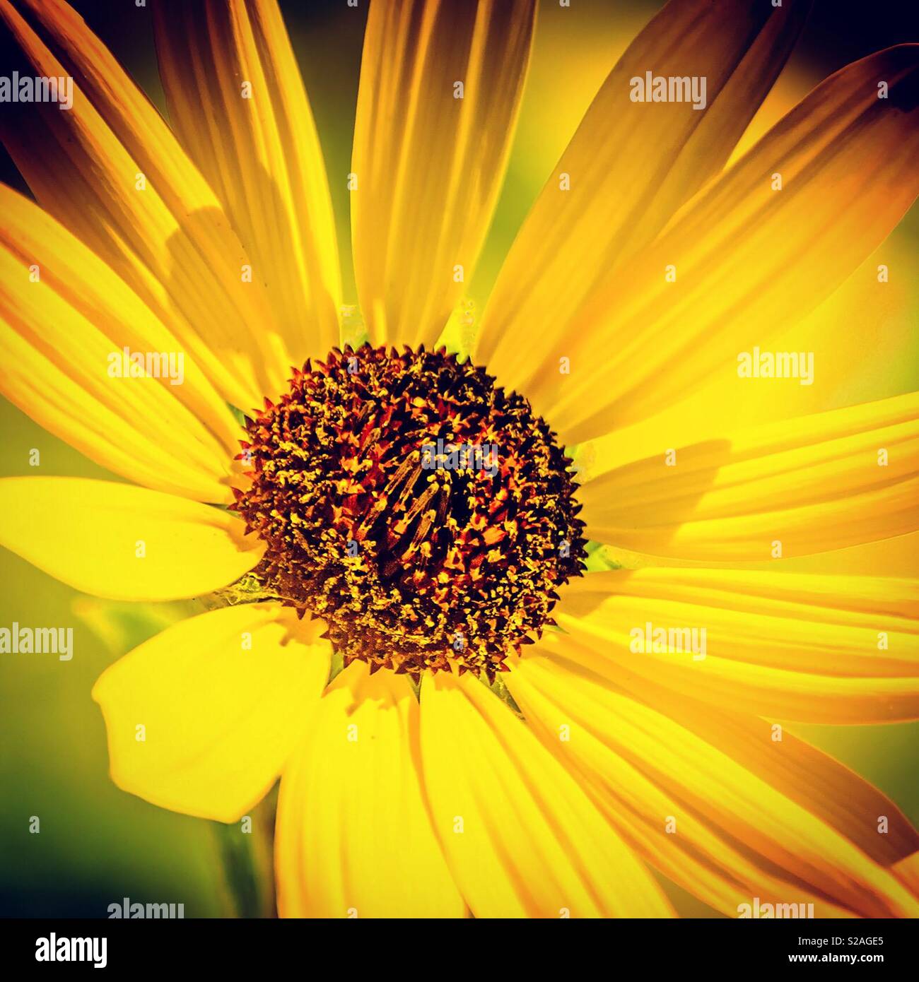 Sunflower in Port Aransas, Texas Stock Photo Alamy