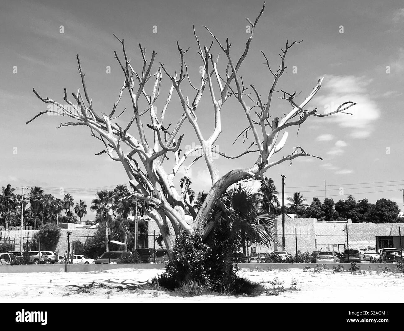 Dead tree in the center of San Jose town but it artist Beauty shaped Stock Photo