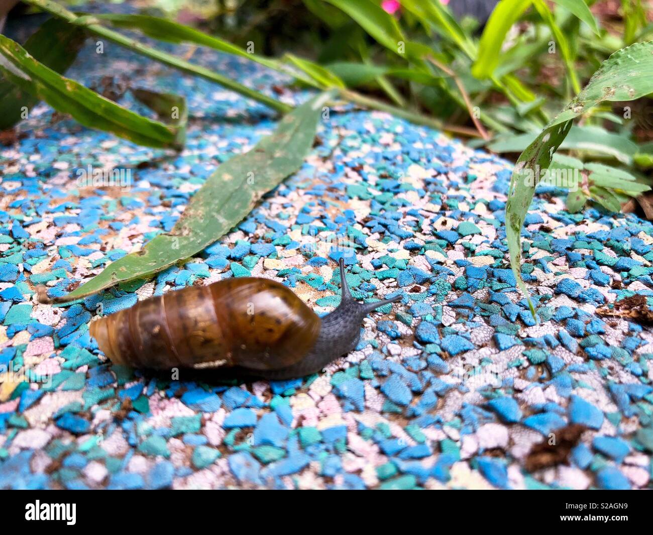 Garden Snail Friends Stock Photo