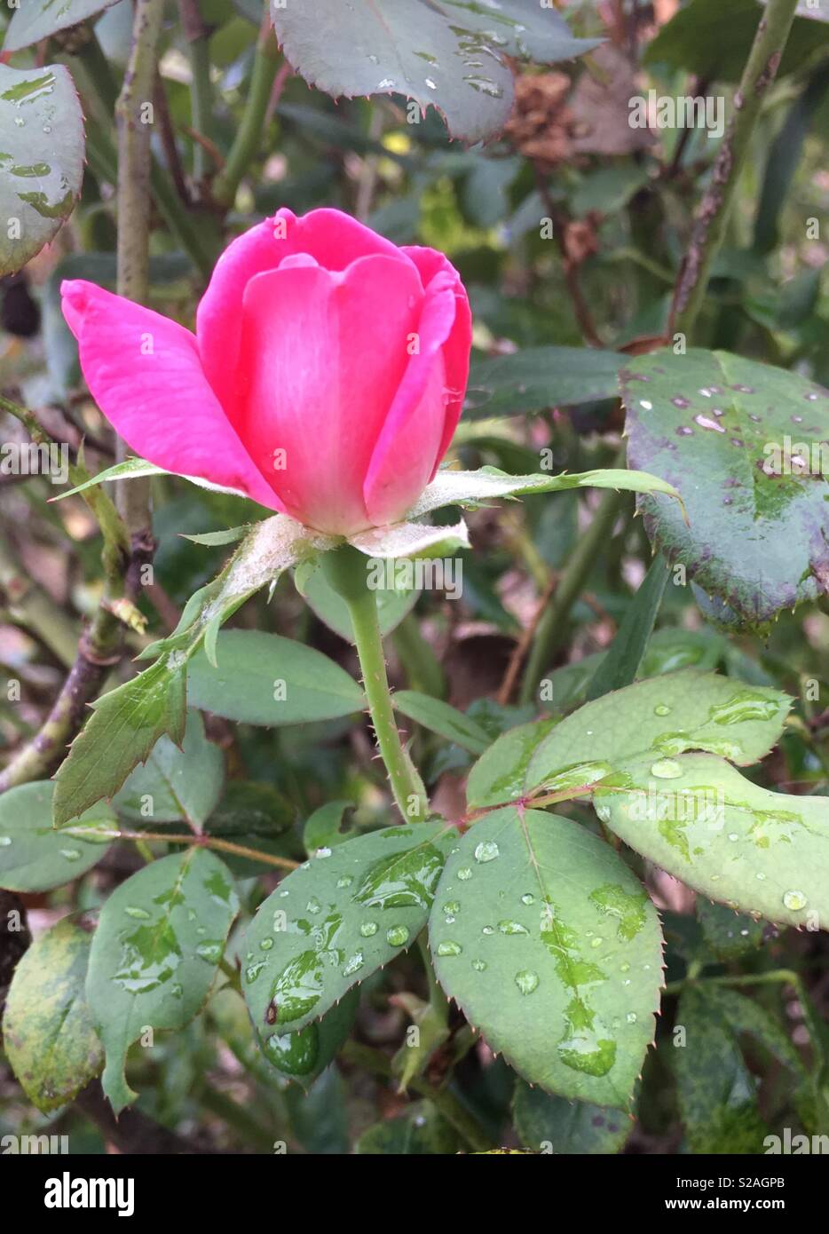 Opening pink rose Stock Photo Alamy