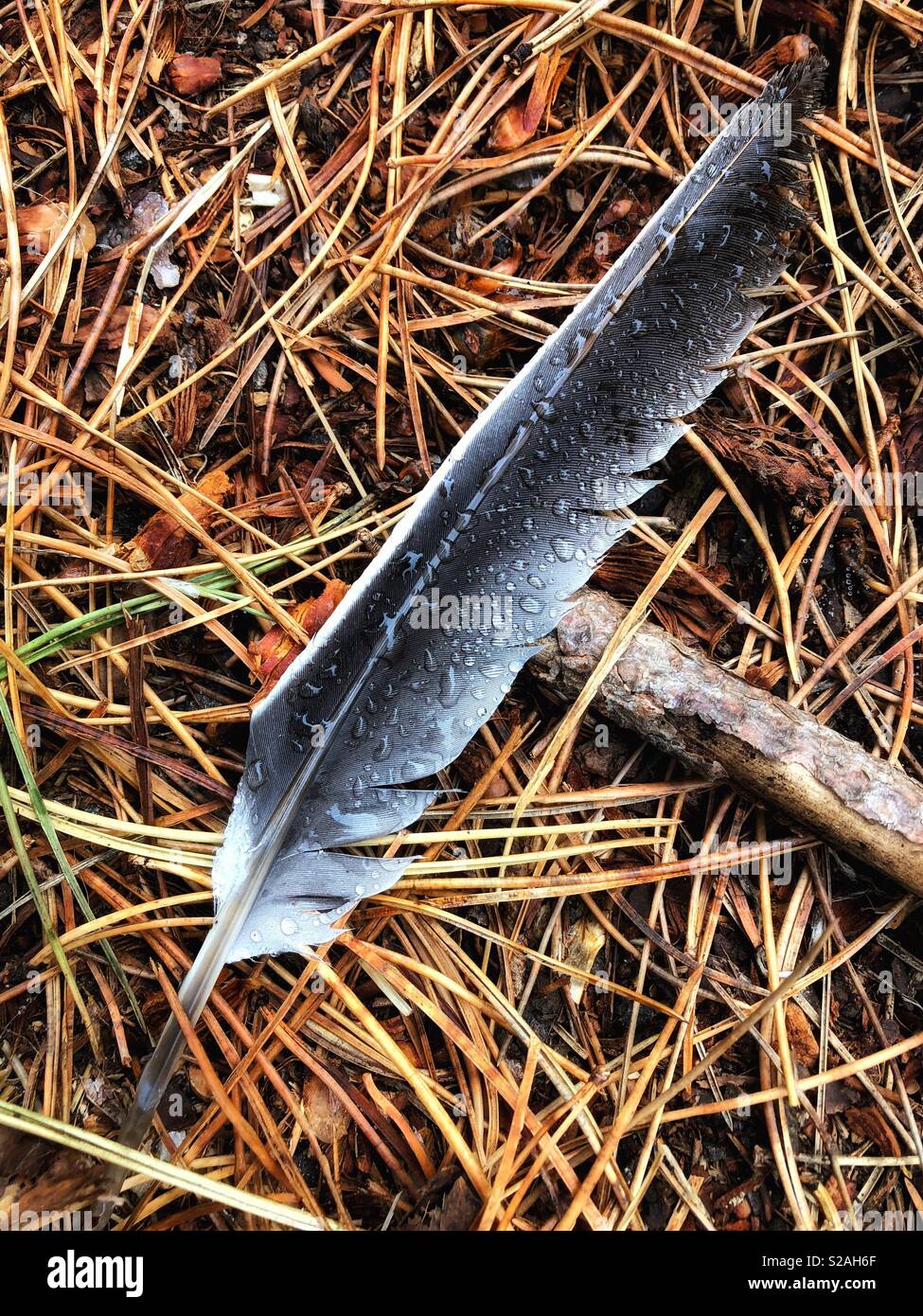Rain on a feather lying on a bed of pine leaves. - Smartphone Captured Stock Image