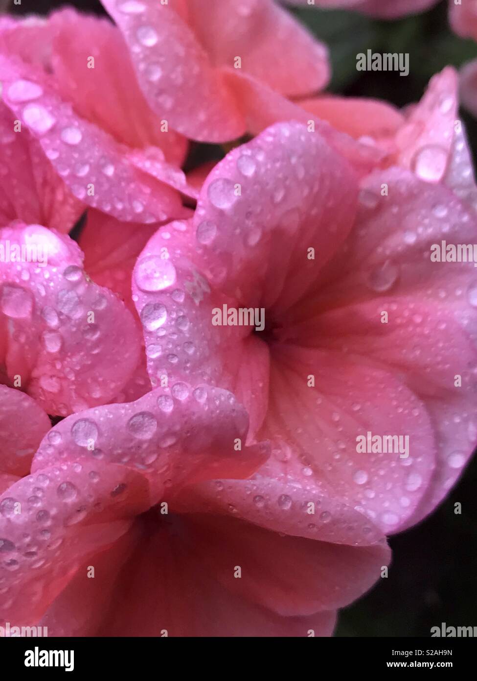 Geraniums pinks in the rain - Smartphone Captured Stock Image