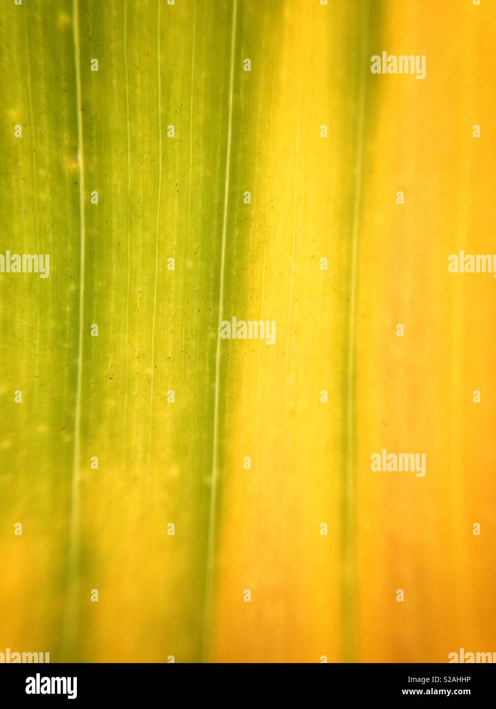 Natural pattern of corn leaf - Smartphone Captured Stock Image