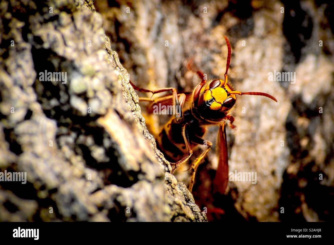 Asian Hornet Bee Killer Stock Photo