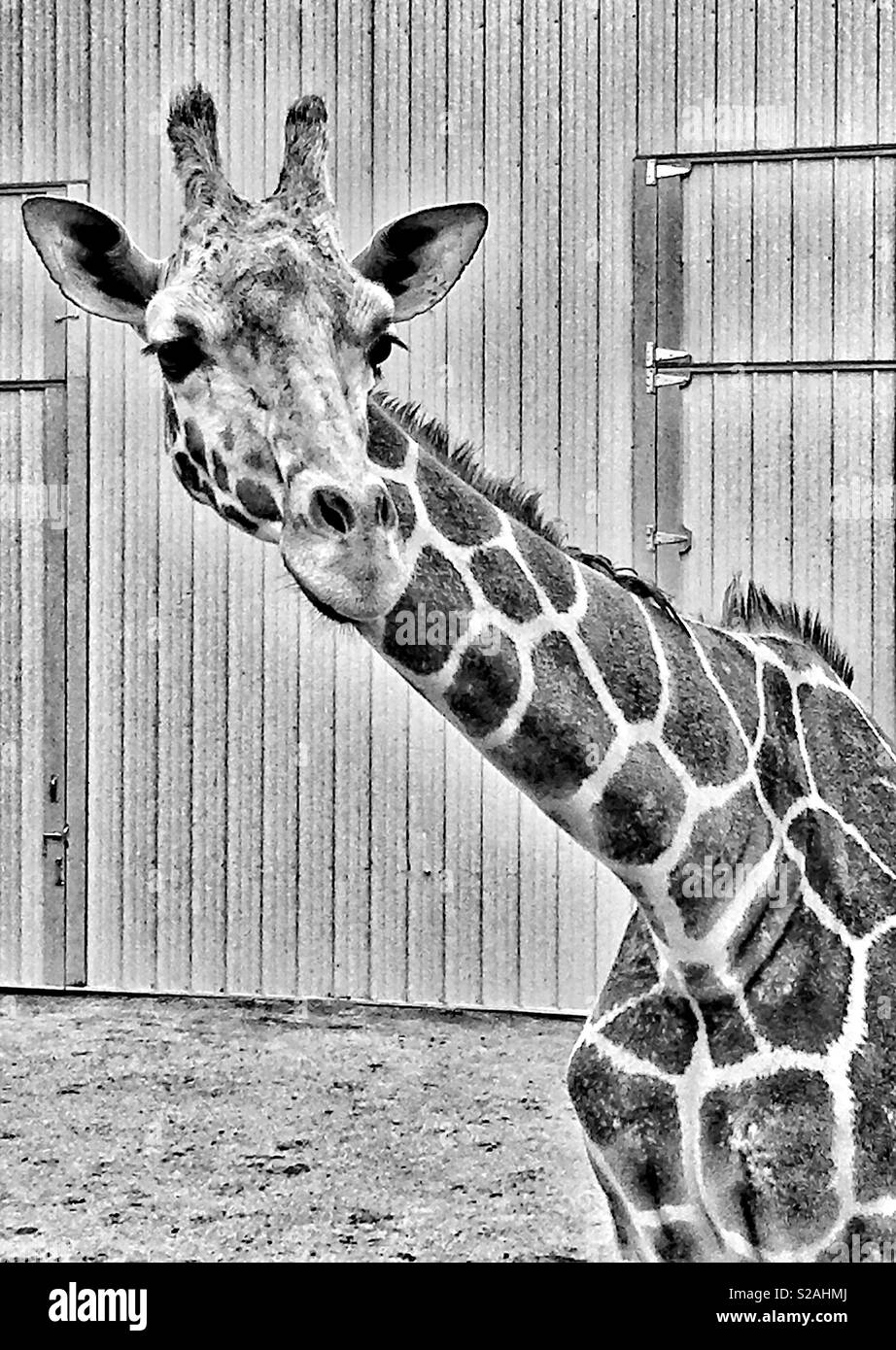 Black And White Giraffe Stock Photos & Black And White Giraffe Stock