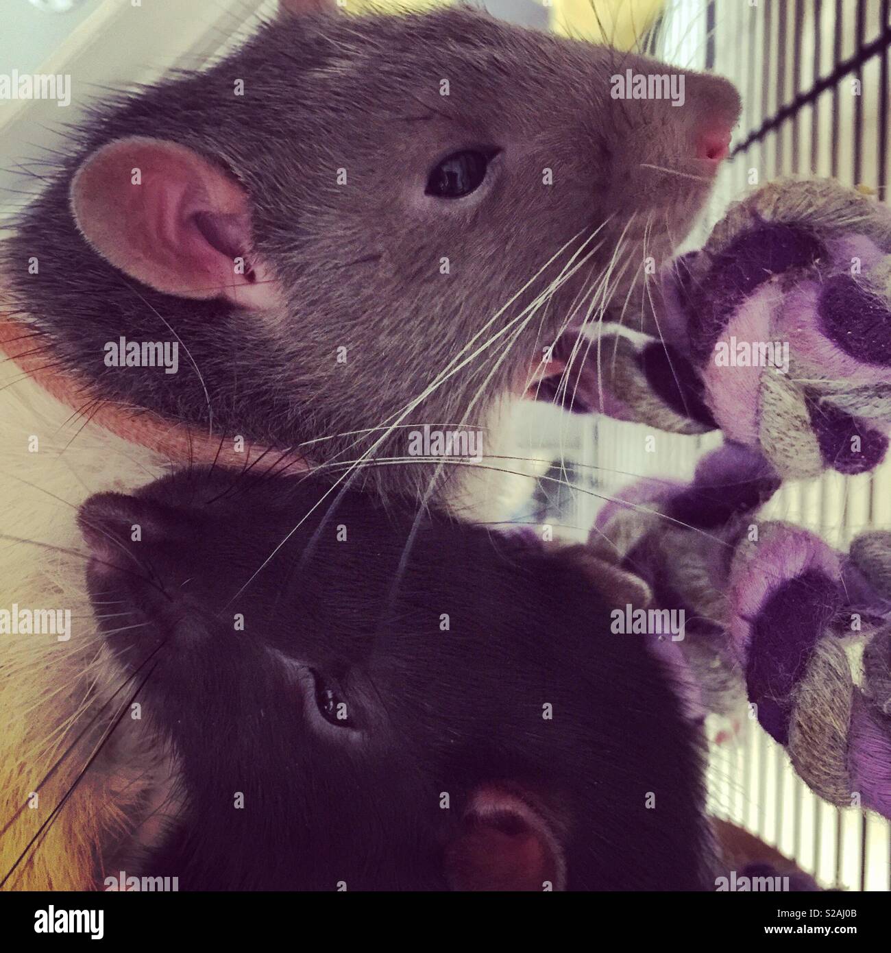 Brother pet rats - Smartphone Captured Stock Image