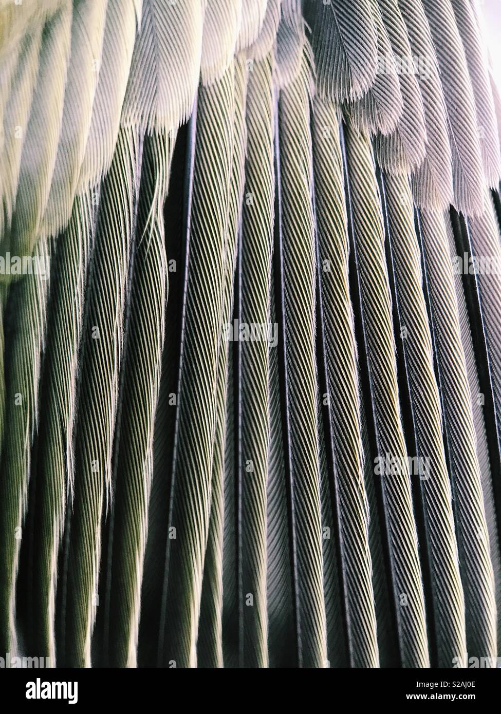 Macro photograph of feathers on the wing of a dead warbler. Stock Photo